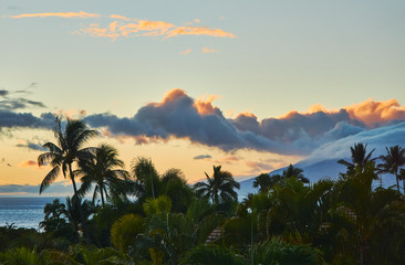 Tropical palm trees in Maui sunset © Abigale