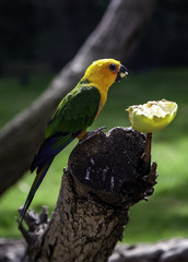 Parrot eating