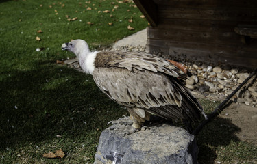 Protected Eagle