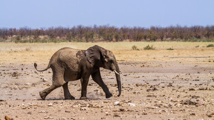 Fototapeta premium African bush elephant in Kruger National park, South Africa ; Specie Loxodonta africana family of Elephantidae