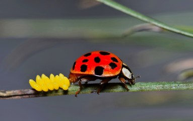 Ladybug laying eggs on pine needle, side view nature breeding springtime gardens new life concept.