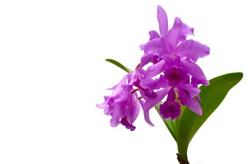 The bouquet of purple color Cattleya orchid flowers, the showy Cattleya, Queen of the orchids with green leaves isolated on white background with space for text.