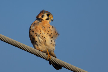 Close view of a male kestrel in the wild, perched on a wire