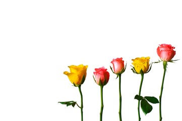Obraz premium Fresh pink and yellow color roses isolated on white background that have space for text. Rose is flower that the lover likes to give to each other for Valentine’s Day in 14 February of every year.