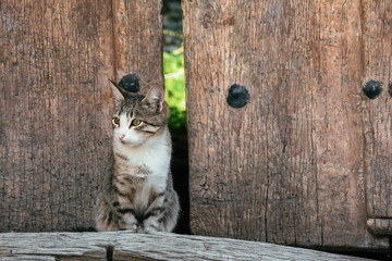 Cute street cat sitting at the doorway