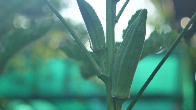 panning of the young Okras on the tree with bokeh background