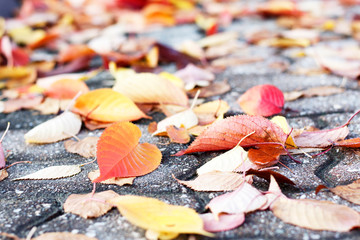 Colorful autumn leaves on the pavement, autumn background