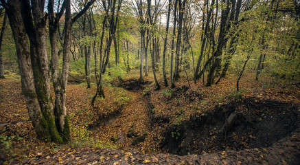 Deep and long ravine in the autumn forest, among the trees, the ground is covered with fallen yellow leaves
