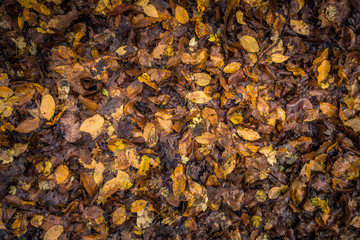 The concept of autumn. Fallen wet leaves, background, texture, top view