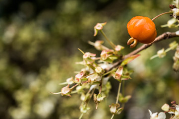 pitanga fruit - berry