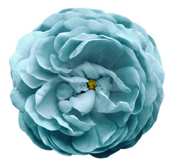 Obraz premium Turquoise rose flower isolated on white background with clipping path. Closeup no shadows. For design. Nature.