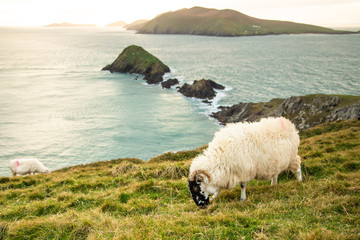 Irish Sheep in Dingle Circle, Ireland