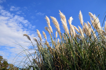 秋の空を背景に撮影したパンパスグラス
