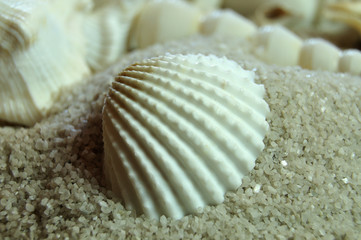 close-up of a cockle shell in sand