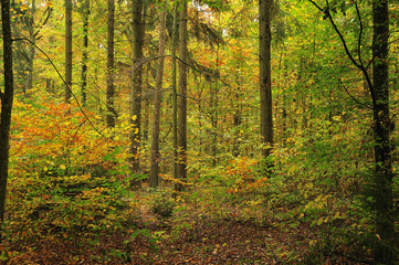 Fototapeta na wymiar mixed forest on october morning