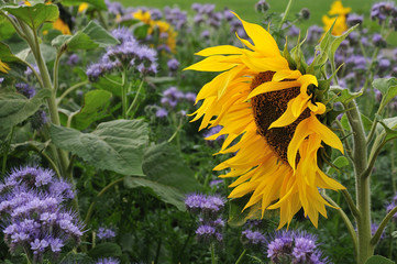 close-up of a sunflower in field