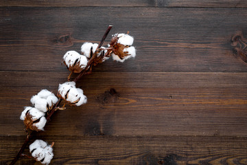White dried flowers of cotton on dark wooden background top view copy space