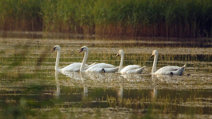 Лебеди-шипуны на Климовском озере под Ярославлем