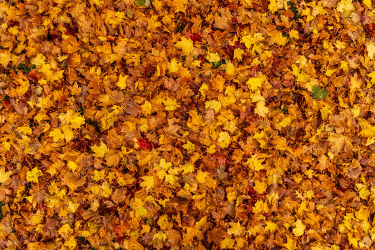 Aerial view of the ground covered in yellow fall leaves