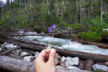 A young woman-traveler holds a pink flower - Soldanella, river, the Tatra mountains, beautiful views