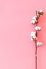 White dried flowers of cotton on pink background top view copy space