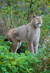 National Park of Abruzzo, Lazio and Molise (Italy) - The autumn in the italian mountain natural reserve, with wild animals, little old towns, the Barrea Lake. Here: the lynx