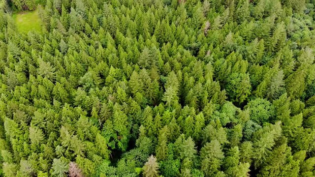 Aerial, drone shot, over green pine forest and a road, on a cloudy day, in Golden ears provencial park, in British Columbia, Canada