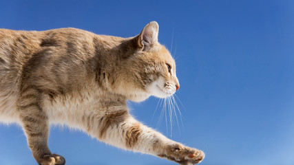Red cat goes to the edge of the screen on a blue background