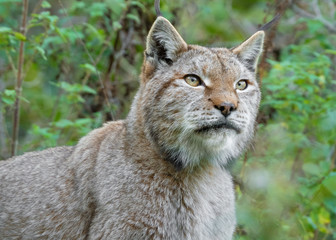 National Park of Abruzzo, Lazio and Molise (Italy) - The autumn in the italian mountain natural reserve, with wild animals, little old towns, the Barrea Lake. Here: the lynx