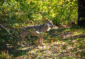 National Park of Abruzzo, Lazio and Molise (Italy) - The autumn in the italian mountain natural reserve, with wild animals, little old towns, the Barrea Lake. Here: the lynx