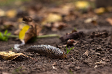 Limax maximus - leopard slug crawling on the ground among the leaves and leaves a trail