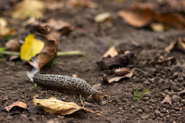 Obraz premium Limax maximus - leopard slug crawling on the ground among the leaves and leaves a trail