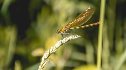 Macro of dragonfly on leaf
