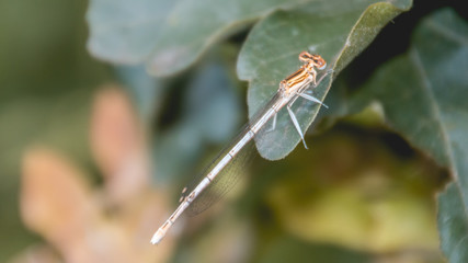 Macro of dragonfly on leaf