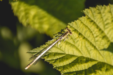 Macro of dragonfly on leaf