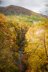 Autumn Leaves of Narukokyou