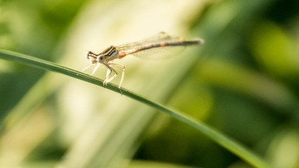 Fototapeta premium Macro of dragonfly on leaf