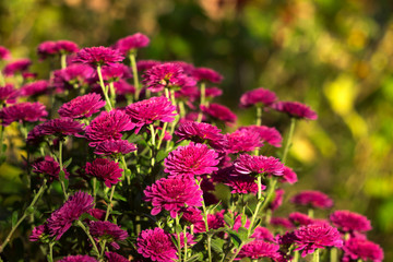 Beautiful pink chrysanthemum growing in the garden, background, autumn flowers