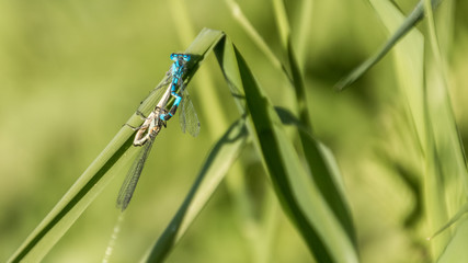 Macro of dragonfly on leaf