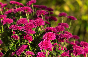 Fototapeta premium Beautiful pink chrysanthemum growing in the garden, background, autumn flowers