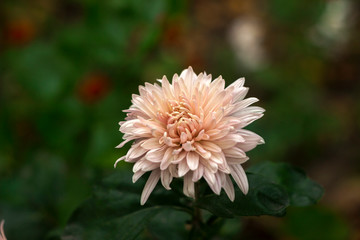 One beautiful pale pink chrysanthemum blooms in the garden, place for text, background