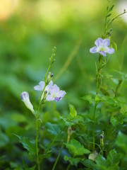 purple flower beautiful nature