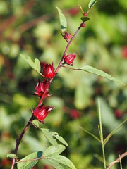 Roselle red fruit flower in the garden