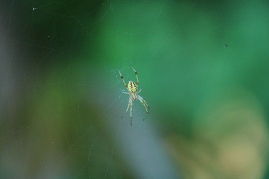 Insect Freedom