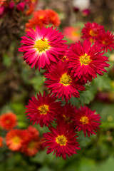 Fototapeta premium Red chrysanthemums with yellow middle of the flower in the garden, bright autumn flowers like chamomile