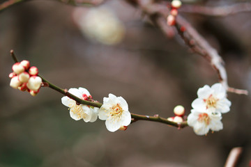 Japanese plum blossoms in early spring