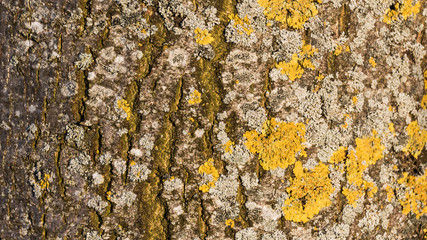 Tree bark texture