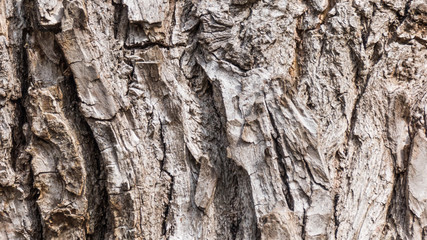 Tree bark texture