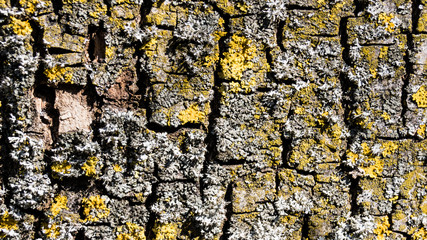 Tree bark texture