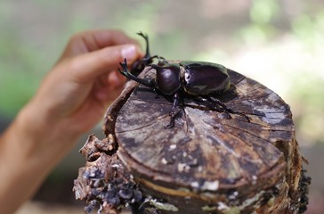 カブトムシを触る手